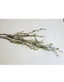 Spring Greenery Stem