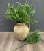 Cypress Leaves Bush